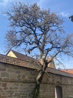 Birnbaum