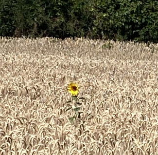 Sonnenblume
